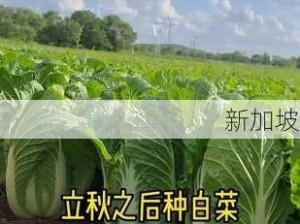 粉红大白菜正宗版完整版：粉红大白菜的种植技巧与营养价值有哪些？