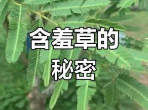 含羞草之谜：揭秘免费电视剧背后的传奇故事与隐藏秘密