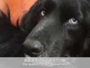 《一曲二曲三曲爱妃记》豆瓣评分解析：爱情故事中的曲折与感动