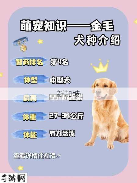 和金毛发生产关系：与金毛犬的繁殖过程