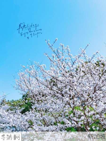 漾出over flower樱花：樱花盛开时，如何捕捉最美的瞬间？