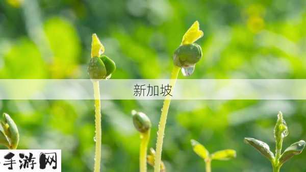 探索嫩芽视频：如何发现热门嫩芽视频平台？