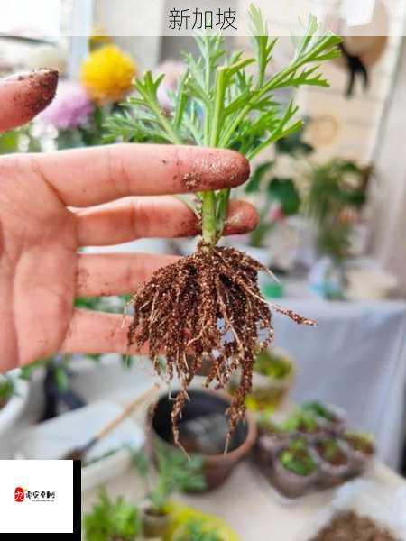 植物繁殖技巧：72种床上扦插方法详解