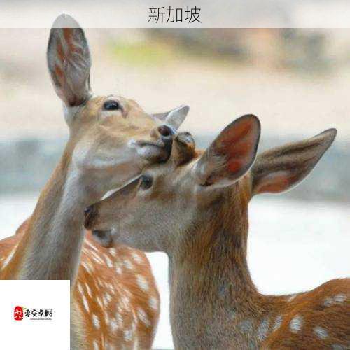 animals：自然界中多样生命的奇妙探索意味着什么？